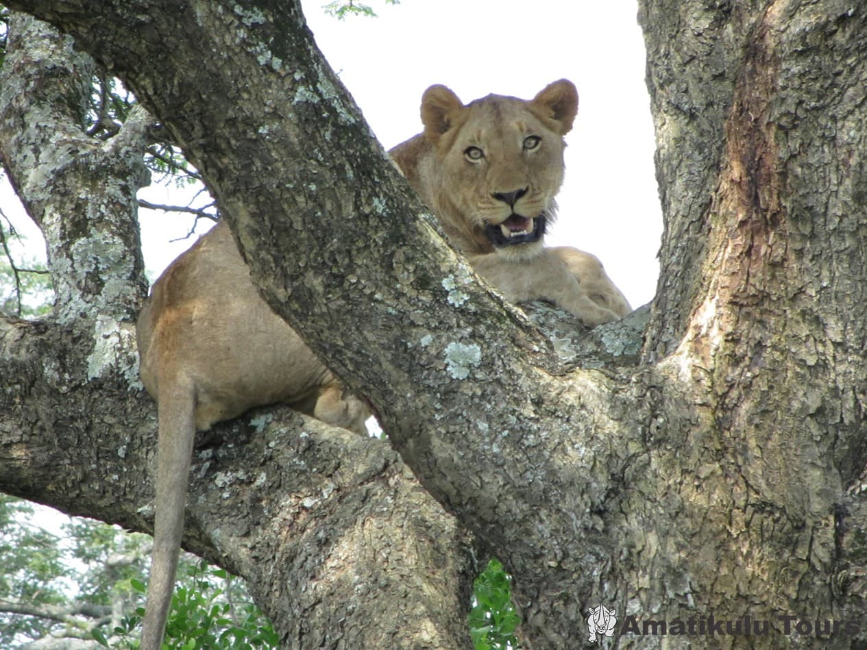 Hluhluwe-iMfolozi Park