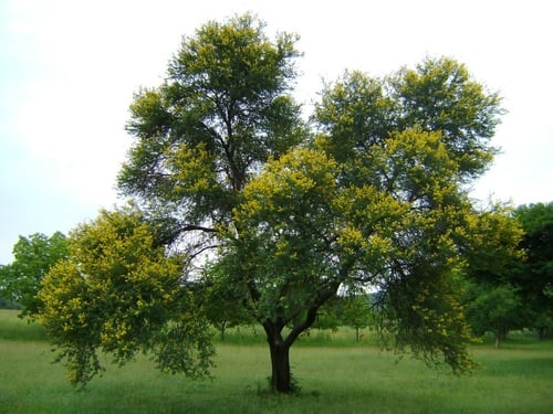 Sweet Thorn