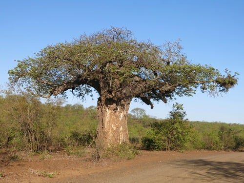 Baobab