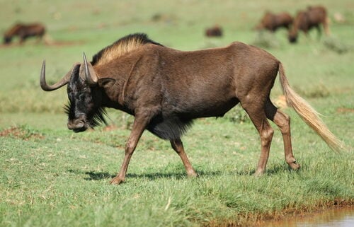 Black Wildebeest