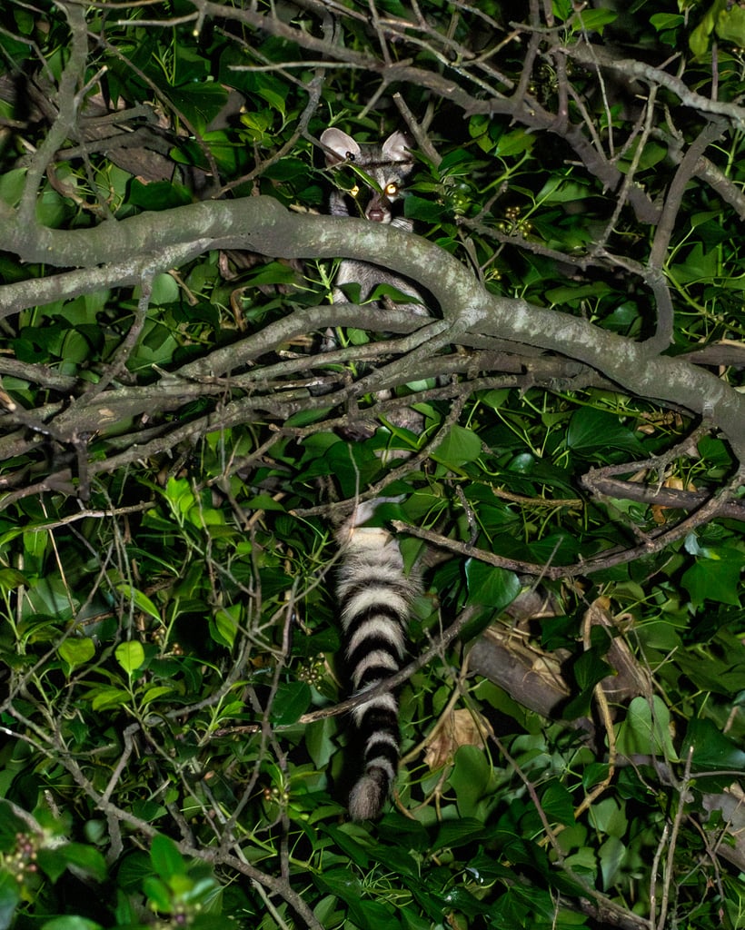 Small-spotted Genet