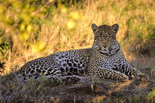 Leopard