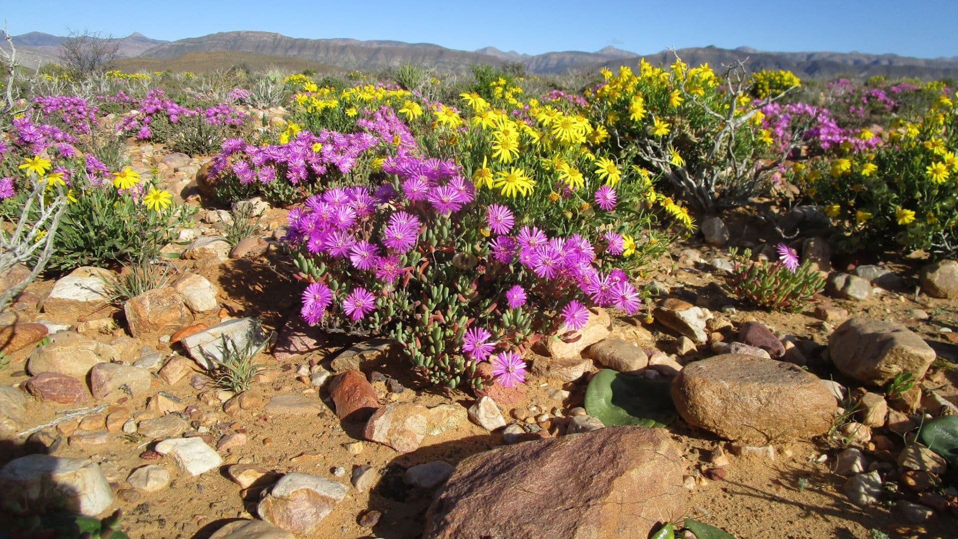 Wolwekraal Nature Reserve