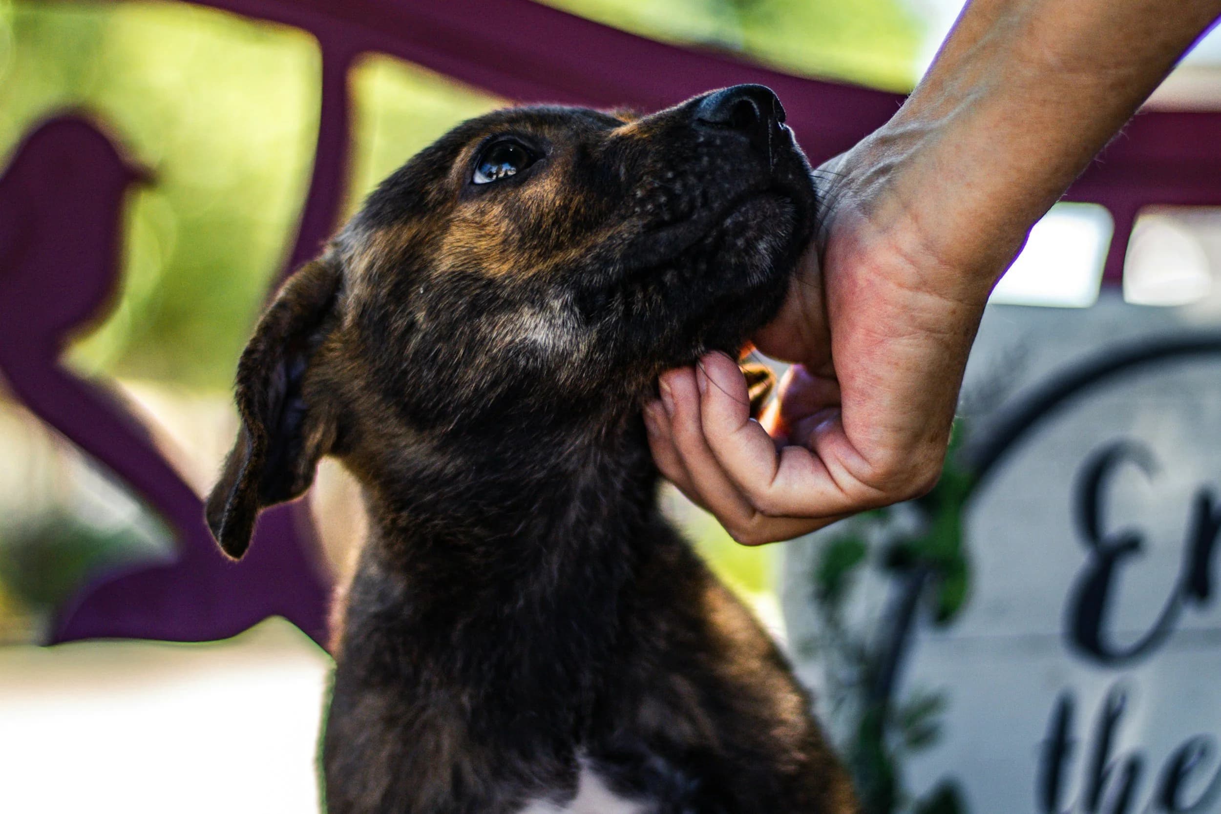 ZAWS — Zambezi Animal Welfare Services