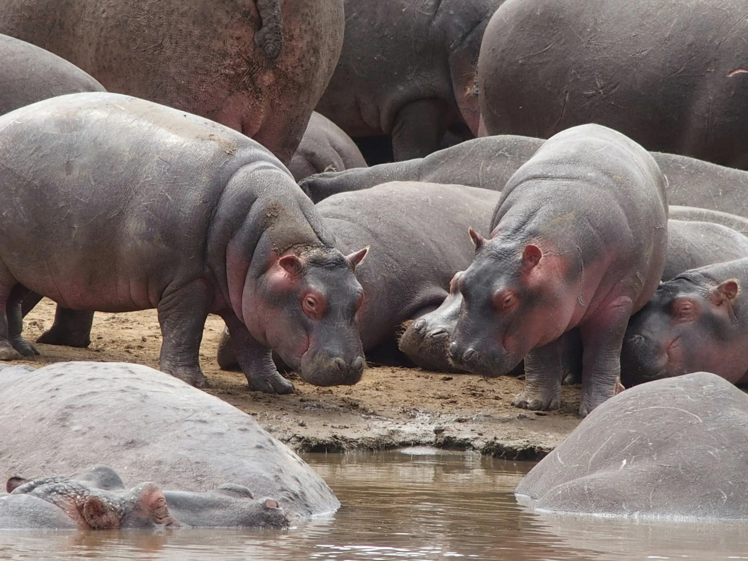 Hungry Hippo Fund